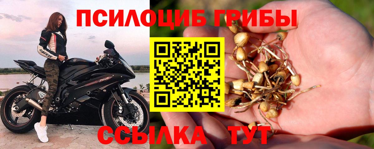 Галлюциногенные грибы Cubensis Осинники